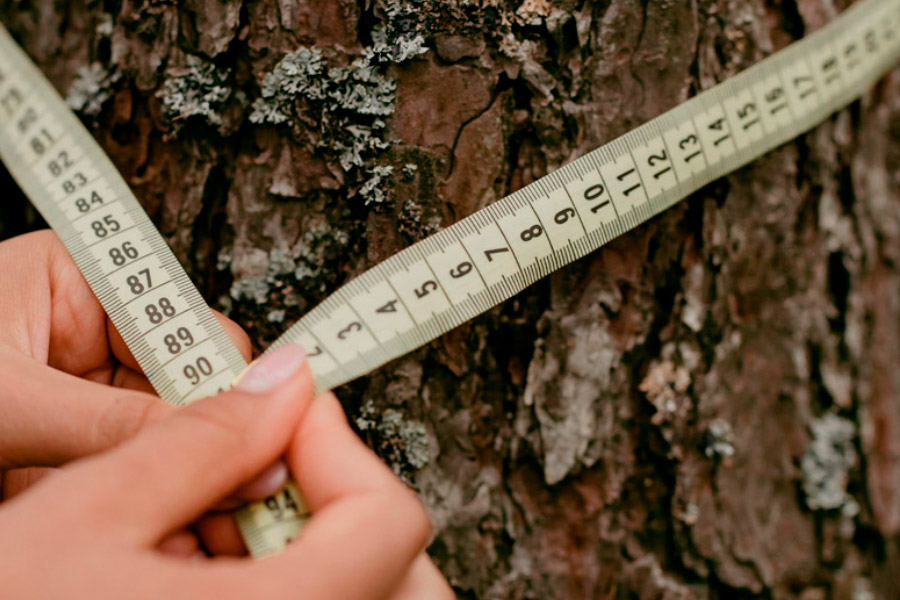 1-banco-medir-arbol-informe