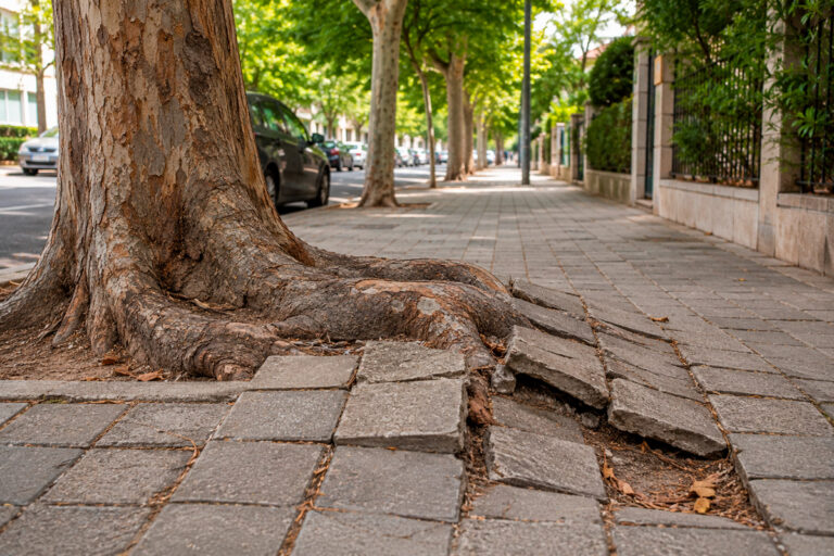 ¿Por qué un árbol levanta el pavimento? Causas, riesgos y soluciones